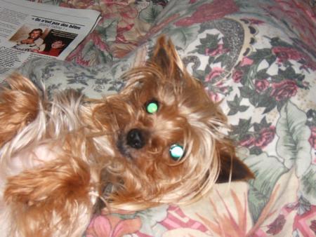 ma chienne
